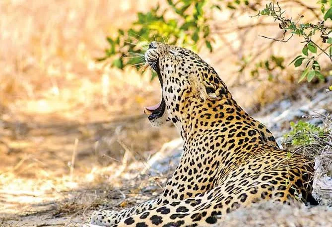 Wilpattu Wildlife & Leopards Encounter