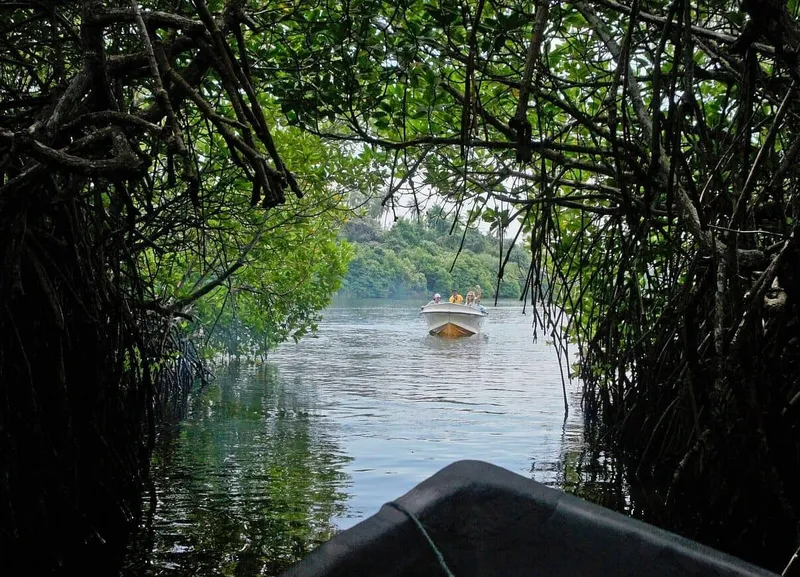 Madu River Mangrove Boat Safari
