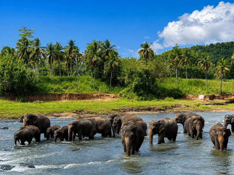 Pinnawala Elephant Sanctuary