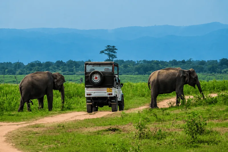 Udawalawe National Park Open 4x4 Jeep