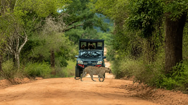 Yala Wild Leopard & Wildlife Sighting